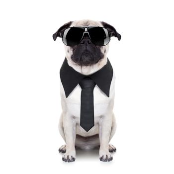 pug dog looking so cool with fancy sunglasses and tie