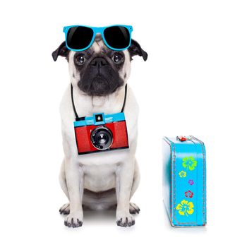 pug dog looking so cool with fancy sunglasses  and photo camera