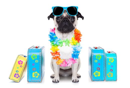 pug dog looking so cool with fancy sunglasses  and lots of bags