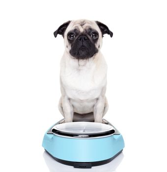 fat pug dog on a scale not happy about it