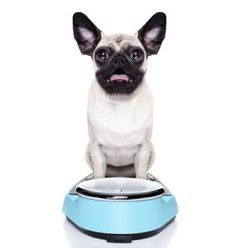 shocked and surprised pug dog about his weight on a scale