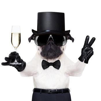 pug with a  champagne glass and victory or peace fingers toasting for new year wearing a black hat