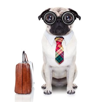 pug dog with suitcase going to work with nerd glasses and big ugly eyes, isolated on white background