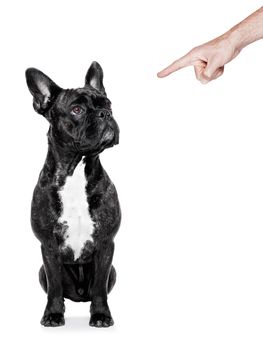 dog being punished by his owner with finger pointing out him, isolated on white background