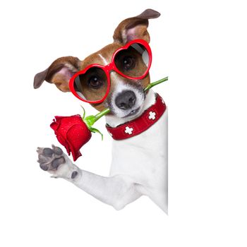 valentines dog with a red rose in mouth , isolated on white background, beside a white banner or placard