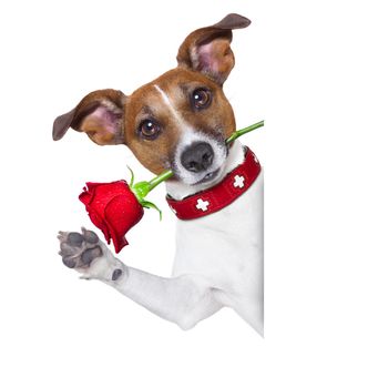 valentines dog with a red rose in mouth , isolated on white background, beside a white banner or placard