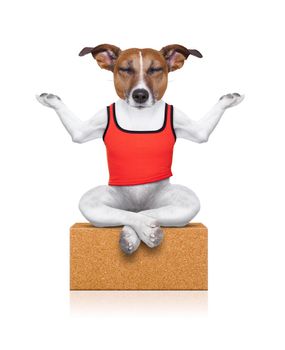 dog sitting relaxed with closed eyes on a yoga brick , isolated on white background