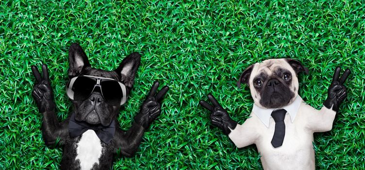 couple of two cool dogs on grass or meadow in the park with peace or victory fingers