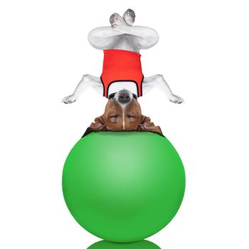 yoga dog posing in a relaxing upside down pose with both arms open and closed eyes balancing on a gym ball,  isolated on white background