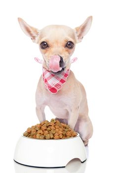 hungry chihuahua dog with a food bowl sticking out its tongue , isolated on white background