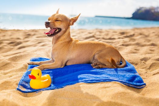 chihuahua dog at the ocean shore beach with yellow rubber duck while resting on blue towel