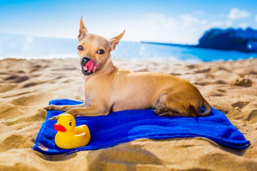 chihuahua dog at the ocean shore beach with yellow rubber duck while resting on blue towel