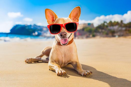 chihuahua dog at the ocean shore beach wearing red funny sunglasses and smiling