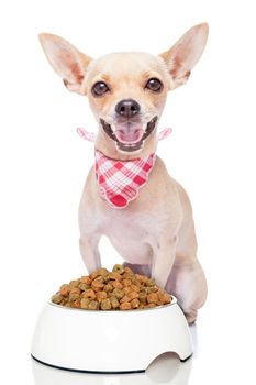 hungry chihuahua dog with a food bowl , isolated on white background