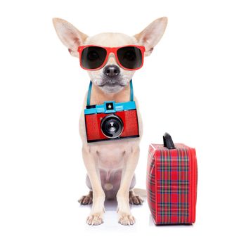 chihuahua dog with photo camera ready for  summer vacation , isolated on white background