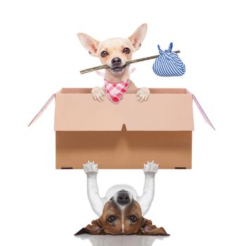 dog lifting a moving box with a chihuahua ready start a new life together