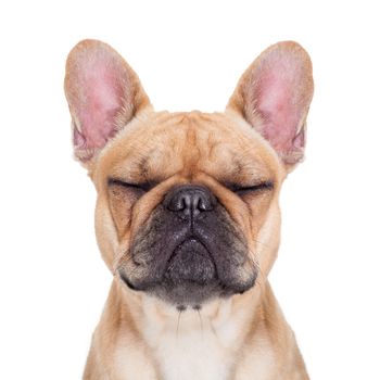 fawn french bulldog with closed eyes sitting and resting on white isolated background