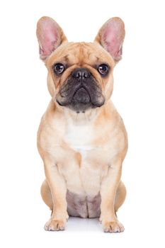 fawn french bulldog sitting and resting on white isolated backgroung