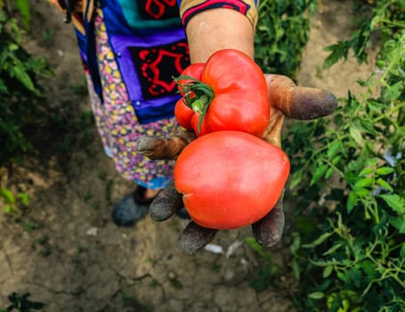 Close up photo of an old woman`s hand holding two ripe tomatoes. Dirty hard worked and wrinkled hand.