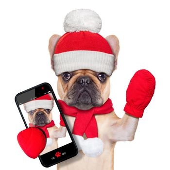 fawn bulldog dog  as santa claus on christmas , taking a selfie and waving with hand, isolated on white background