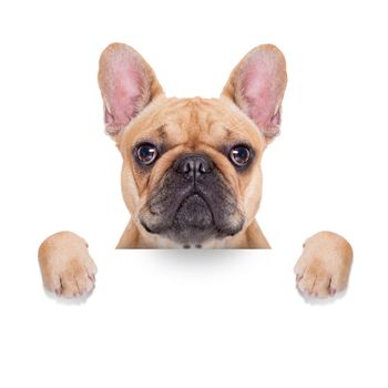 fawn french bulldog behind a white blank banner or placard, isolated on white background