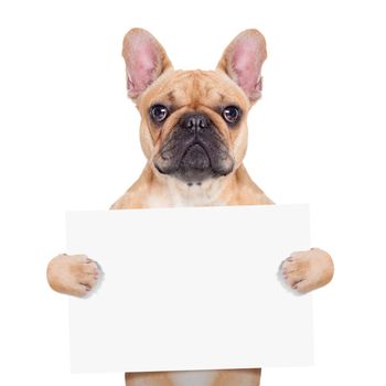 fawn french bulldog holding a white blank banner or placard, isolated on white background