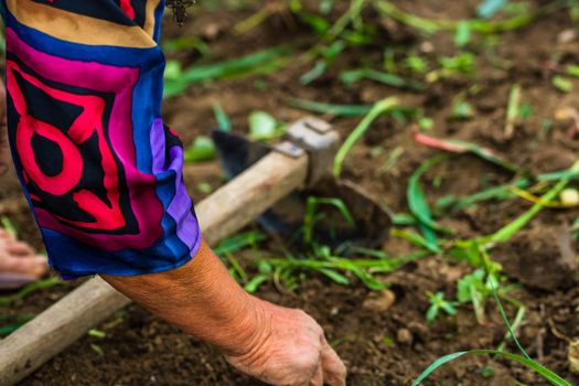 Harvesting and digging potatoes with hoe and hand in garden. Digging organic potatoes by dirty hard worked and wrinkled hand .