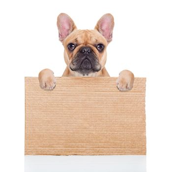 lost,homeless  dog with cardboard ,isolated on white background, closed eyes looking so sad