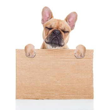 lost,homeless  dog with cardboard ,isolated on white background, closed eyes looking so sad