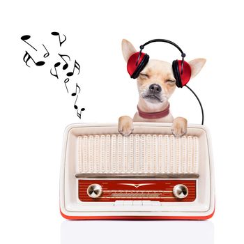 chihuahua dog listening music, while relaxing and enjoying the sound of an old retro radio, isolated on white background