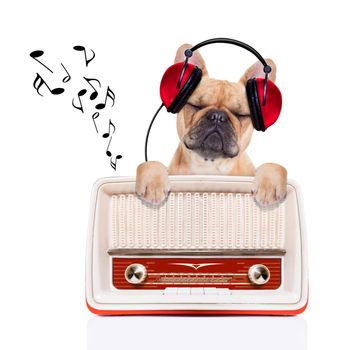 fawn bulldog dog listening music, while relaxing and enjoying the sound of an old retro radio, isolated on white background