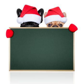 santa claus christmas couple of two dogs hiding behind an empty blank big  green blackboard, isolated on white background