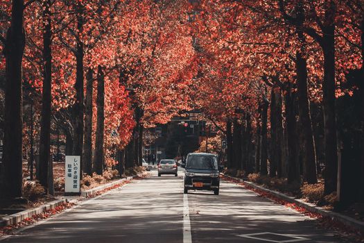 Kanazawa, Japan - November 15, 2018: Cars driving along the street through colorful autumn maple tree alley. The viewing of autumn's changing colours is a national obsession in Japan.