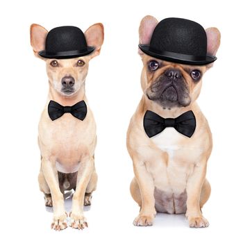 comedian classic couple of dogs ,wearing a bowler hat ,black tie and mustache, isolated on white background