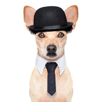 comedian classic dog terrier, wearing a bowler hat ,black tie and mustache, isolated on white background