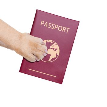dog or pet holding its passport with paw , isolated on white background