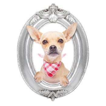 chihuahua dog portrait within a retro old frame, isolated on white background