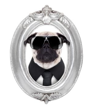 pug dog portrait in a wooden retro old frame , isolated on white background