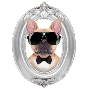 french bulldog dog portrait in a wooden retro old frame , isolated on white background