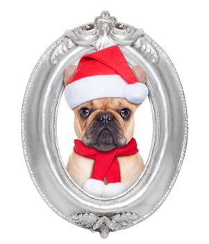 french bulldog dog portrait as santa claus for christmas in a wooden retro old frame , isolated on white background