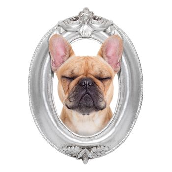 french bulldog dog portrait in a wooden retro old frame , isolated on white background