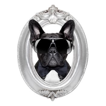 french bulldog dog portrait in a wooden retro old frame , isolated on white background