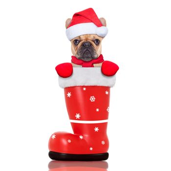 santa christmas dog in a red boot, isolated on white background