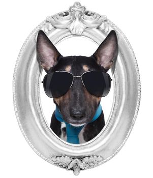 miniature pit bull bullterrier  dog portrait in a wooden retro old frame , isolated on white background