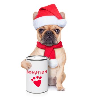 french bulldog dog with a donation can , collecting money for  charity, as a winter edition , isolated on white background