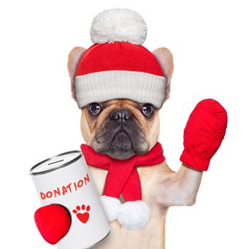 french bulldog dog with a donation can , collecting money for  charity, as a winter edition , isolated on white background