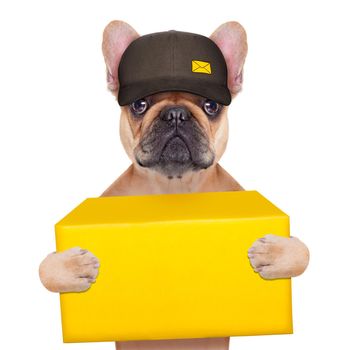 postman  french bulldog holding a yellow shipping box , isolated on white background