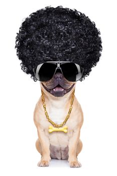 gangster cool afro dog wit gold chain and sunglasses, isolated on white background