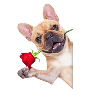 valentines dog in love with you ,  with a red rose in mouth , waving with hands, isolated on white background,