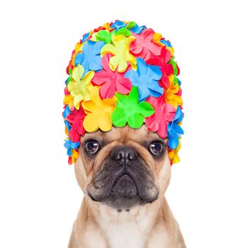 french bulldog dog wearing a bathing or swimming cap ready to enjoy the summer vacation holidays, isolated on white background